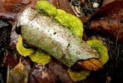 raspzwam Roze 01 Bco 0407030 [ Steccherinum ochraceum ] Dia raspzwam Roze 01 Bco 0407030 [ Steccherinum ochraceum ] Dia.