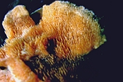 raspzwam Roze 02 Bco 0407030 [ Steccherinum ochraceum ] Dia raspzwam Roze 02 Bco 0407030 [ Steccherinum ochraceum ] Dia
