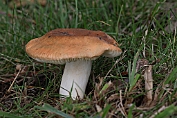 russula, Abrikozen- 02 Bag 0126230 [ Russula risigallina ] russula, Abrikozen- 02 Bag 0126230 [ Russula risigallina ]