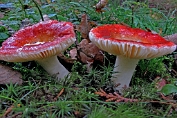 russula, Appel- 08 Bag 0126760 [ Russula paludosa ] russula, Appel- 08 Bag 0126760 [ Russula paludosa ]