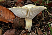 30 slijmkop, Goudgerande- Bag 0061190 [ Hygrophorus chrysodon ] slijmkop, Goudgerande- Bag 0061190 [ Hygrophorus chrysodon ]