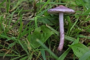 Satijnvezelkop, Lila 01Bag 064403 [ Inocybe lilacina ] Satijnvezelkop, Lila 01Bag 064403 [ Inocybe lilacina ]