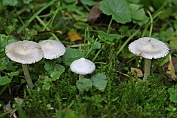 Satijnvezelkop, Witte 01Bag 064401 [ Inocybe geophylla ] Satijnvezelkop, Witte 01Bag 064401 [ Inocybe geophylla ]