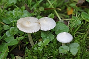 Satijnvezelkop, Witte 02Bag 064401 [ Inocybe geophylla ] Satijnvezelkop, Witte 02Bag 064401 [ Inocybe geophylla ]