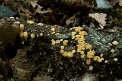 Schijfzwammetje, Créme 01 Ahe 0566020 [ Bisporella pallescens ] Schijfzwammetje, Créme 01 Ahe 0566020 [ Bisporella pallescens ].