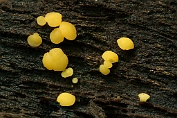 Schijfzwammetje, Geel 02 Ahe 0566010 [ Bisporella citrina ] Schijfzwammetje, Geel 02 Ahe 0566010 [ Bisporella citrina ]