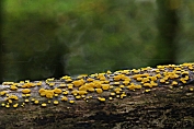 Schijfzwammetje, Geel 09 Ahe 0566010 [ Bisporella citrina ] Schijfzwammetje, Geel 09 Ahe 0566010 [ Bisporella citrina ]