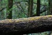 Schijfzwammetje, Geel 10 Ahe 0566010 [ Bisporella citrina ] Schijfzwammetje, Geel 10 Ahe 0566010 [ Bisporella citrina ]