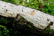 Schorsbreker 01 Bco 0429010 [ Vuilleminia comedens ] Schorsbreker 01 Bco 0429010 [ Vuilleminia comedens ]