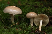 Slijmerige blekerik 04 Bag 0109160 [ Pholiota lenta ] Slijmerige blekerik 04 Bag 0109160 [ Pholiota lenta ]