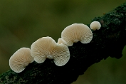 schelpzwam, Denne- 06 Bag 0102010 [ Panellus mitis ] schelpzwam, Denne- 06 Bag 0102010 [ Panellus mitis ]