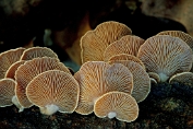 schelpzwam, Scherpe 05 Bag 0102030 [ Panellus stipticus ] schelpzwam, Scherpe 05 Bag 0102030 [ Panellus stipticus ].