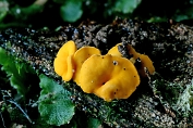 schijfzwammetje, Zwavelgeel 05 Ahe 0566040 [ Bisporella sulfurina ] schijfzwammetje, Zwavelgeel 05 Ahe 0566040 [ Bisporella sulfurina ]