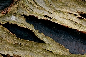 schorsschijfje, Korstvormig 03 Apy 0592030 [ Diatrype stigma ] schorsschijfje, Korstvormig 03 Apy 0592030 [ Diatrype stigma ]