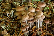 Takjesstinktaailing 04 Bag 0089010 [ Gymnopus foetidus ] Takjesstinktaailing 04 Bag 0089010 [ Gymnopus foetidus ]