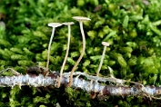 Takruitertje 01 Bag 083050 [ Marasmiellus ramealis ] Takruitertje 01 Bag 083050 [ Marasmiellus ramealis ]