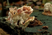Toefige labyrintzwam 05 Bpo 0330010 [ Abortiporus biennis ] Toefige labyrintzwam 05 Bpo 0330010 [ Abortiporus biennis ]