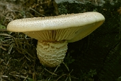 taaiplaat, Schubbige- 02 Bpo 0072030 [ Neolentinus lepideus ] taaiplaat, Schubbige- 02 Bpo 0072030 [ Neolentinus lepideus ]