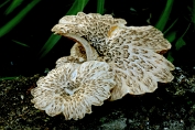 taaiplaat, Tijger- 01 Bpo 0103020 [ Lentinus tigrinus ] taaiplaat, Tijger- 01 Bpo 0103020 [ Lentinus tigrinus ]