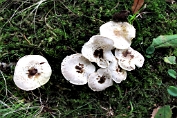 taaiplaat, Tijger- 14 Bpo 0103020 [ Lentinus tigrinus ] taaiplaat, Tijger- 14 Bpo 0103020 [ Lentinus tigrinus ]