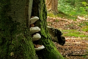 tonderzwam, Dikrand 01 [ Ganoderma adspersum ] tonderzwam, Dikrand 01 [ Ganoderma adspersum ].