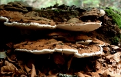 tonderzwam, Platte 03 Bpo 0319010 [ Ganoderma lipsiense ] Dia tonderzwam, Platte 03 Bpo 0319010 [ Ganoderma lipsiense ] Dia