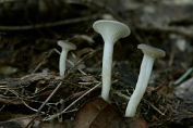 trechterzwam tweekleurjg 01 Bag 0022540 [ Clitocybe menthiodora ] trechterzwam tweekleurjg 01 Bag 0022540 [ Clitocybe menthiodora ]