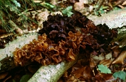 trilzwam, Bruine 02 Btr 0419030 [ Tremella foliacea ] Dia trilzwam, Bruine 02 Btr 0419030 [ Tremella foliacea ] Dia