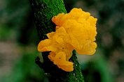 trilzwam, Gele 03 Btr 0419040 [ Tremella mesenterica ] trilzwam, Gele 03 Btr 0419040 [ Tremella mesenterica ]