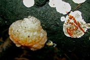 trilzwam, Kern- 08 Btr 0419010 [ Tremella encephala ] Dia trilzwam, Kern- 08 Btr 0419010 [ Tremella encephala ] Dia