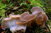 trilzwam, Stekel- 03 Btr 0384010 [ Pseudohydnum gelatinosum ] Dia trilzwam, Stekel- 03 Btr 0384010 [ Pseudohydnum gelatinosum ] Dia