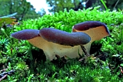 trilzwam, Stekel- 10 Btr 0384010 [ Pseudohydnum gelatinosum ] trilzwam, Stekel- 10 Btr 0384010 [ Pseudohydnum gelatinosum ]