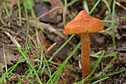 vezelkop, Vlokkige 01 Bag 0064399 [ inocybe floccifolia croccifolia ] vezelkop, Vlokkige 01 Bag 0064399 [ inocybe floccifolia croccifolia ]