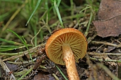 vezelkop, Vlokkige 02 Bag 0064399 [ inocybe floccifolia croccifolia ] vezelkop, Vlokkige 02 Bag 0064399 [ inocybe floccifolia croccifolia ]