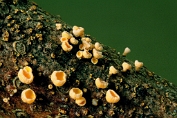 viltkelkje, Dennen 01 Ahe 0632030 [ Lachnellula subtilissima ] viltkelkje, Dennen 01 Ahe 0632030 [ Lachnellula subtilissima ]