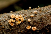 viltkelkje, Dennen 02 Ahe 0632030 [ Lachnellula subtilissima ] viltkelkje, Dennen 02 Ahe 0632030 [ Lachnellula subtilissima ]