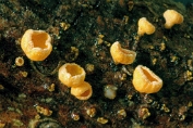viltkelkje, Dennen 03 Ahe 0632030 [ Lachnellula subtilissima ] viltkelkje, Dennen 03 Ahe 0632030 [ Lachnellula subtilissima ]