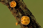 viltkelkje, Dennen 04 Ahe 0632030 [ Lachnellula subtilissima ] viltkelkje, Dennen 04 Ahe 0632030 [ Lachnellula subtilissima ]