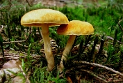 vlamhoed, Denne- 06 Bag 0051050 [ Gymnopilus penetrans ] Dia vlamhoed, Denne- 06 Bag 0051050 [ Gymnopilus penetrans ] Dia.