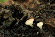 vlieskelkje, Vroeg 01 Ahe 0622260 [ Hymenoscyphus vernus ] vlieskelkje, Vroeg 01 Ahe 0622260 [ Hymenoscyphus vernus ]