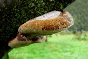 vuurzwam, Boomgaard- 07 Bpo 0374090 [ Phellinus tuberculosus ] Dia vuurzwam, Boomgaard- 07 Bpo 0374090 [ Phellinus tuberculosus ] Dia