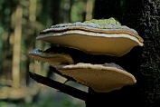 vuurzwam, Dennen- 01 Bpo 0374080 [ Pordeadalea pini ] op naaldboom vuurzwam, Dennen- 01 Bpo 0374080 [ Pordeadalea pini ] op naaldboom
