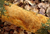vuurzwam, Gewone korst- 03 Bpo 0374040 [ Fuscoporia ferruginosa ] vuurzwam, Gewone korst- 03 Bpo 0374040 [ Fuscoporia ferruginosa ]