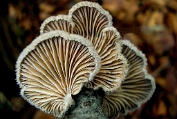 Waaiertje 07 Bag 0128010 [ Schizophyllum commune ] Dia Waaiertje 07 Bag 0128010 [ Schizophyllum commune ] Dia
