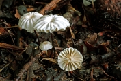 Wieltje 03 Bag 0084170 [ Marasmius rotula ] Wieltje 03 Bag 0084170 [ Marasmius rotula ]