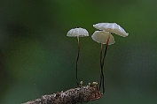 Wieltje 09 Bag 0084170 [ Marasmius rotula ] Wieltje 09 Bag 0084170 [ Marasmius rotula ]