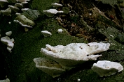 Witte bultzwam 06 Bpo 0417010 [ Trametes gibbosa ] Witte bultzwam 06 Bpo 0417010 [ Trametes gibbosa ]