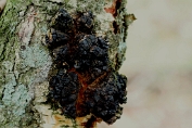 weerschijnzwam, Berken- 03 Bpo 0340050 [ Inonotus obliquus ] weerschijnzwam, Berken- 03 Bpo 0340050 [ Inonotus obliquus ]