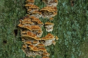 weerschijnzwam, Beuken- 04 Bpo 0340040 [ Mensularia nodulosa ] weerschijnzwam, Beuken- 04 Bpo 0340040 [ Mensularia nodulosa ]