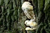 weerschijnzwam, Elzen- 02 Bpo 0340070 [ Mensulariaradiata ] weerschijnzwam, Elzen- 02 Bpo 0340070 [ Mensulariaradiata ]
